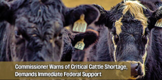 New Proposal Would Incentivize Ranchers to Retain Heifers and Grow National Herd