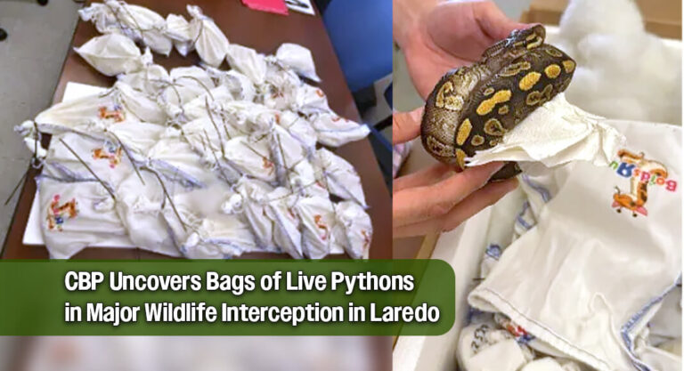 CBP Officers Recover 39 Smuggled Pythons During World Trade Bridge Inspection