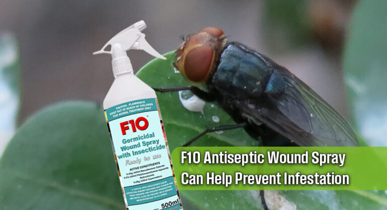 New FDA-Authorized Treatment Boosts Texas Defense Against New World Screwworm