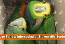 CBP Intercepts Attempt to Smuggle Live Parrots Through Brownsville Border Crossing