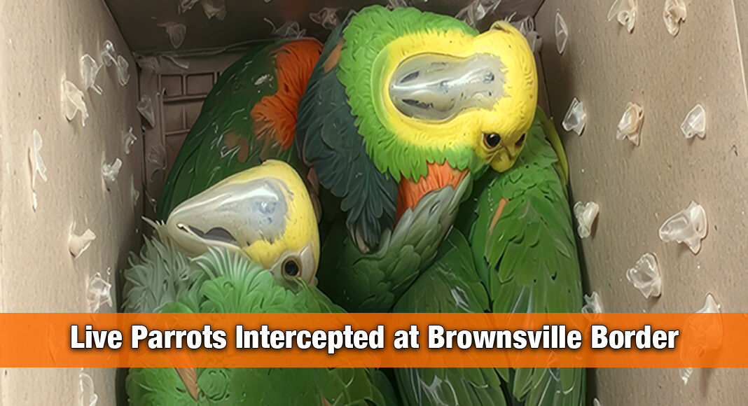 Box containing three live parrots intercepted by CBP officers at Brownsville Port of Entry. USCBP image