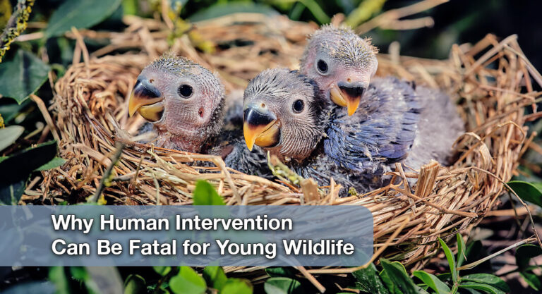 Think Before You Touch: A Guide to Encountering Newborn Animals in the Wild