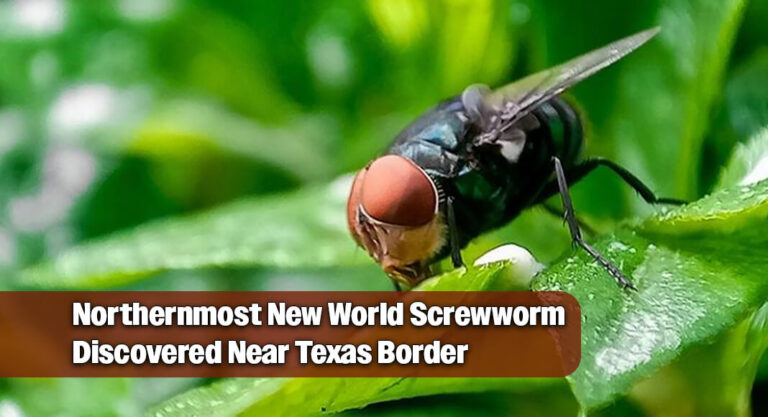 Miller Urges Immediate Action After Screwworm Found Near Border