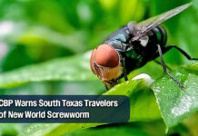 CBP Officials Sound Alarm on Lethal Screwworm Parasite in South Texas