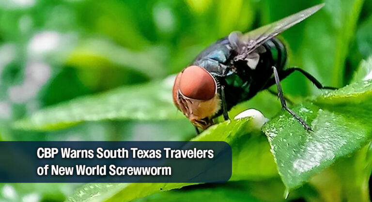 CBP Officials Sound Alarm on Lethal Screwworm Parasite in South Texas