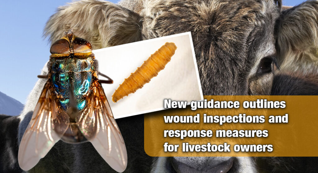 Texas Agencies Urge Ranchers to Monitor Animals as Screwworm Threat Nears Border