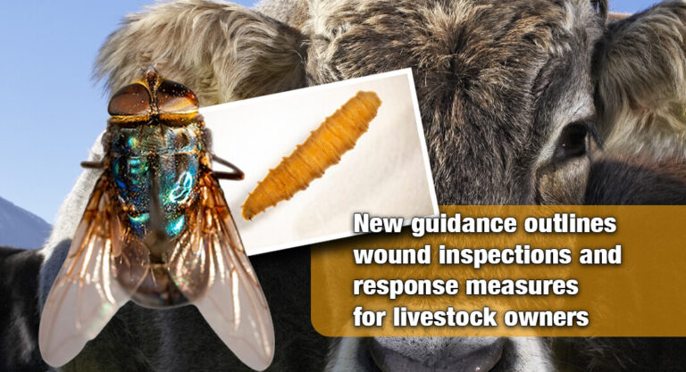 Texas Agencies Urge Ranchers to Monitor Animals as Screwworm Threat Nears Border