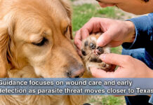 Texas Officials Urge Pet Owners to Watch for Screwworm Risks
