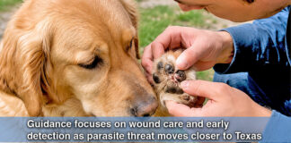 Texas Officials Urge Pet Owners to Watch for Screwworm Risks