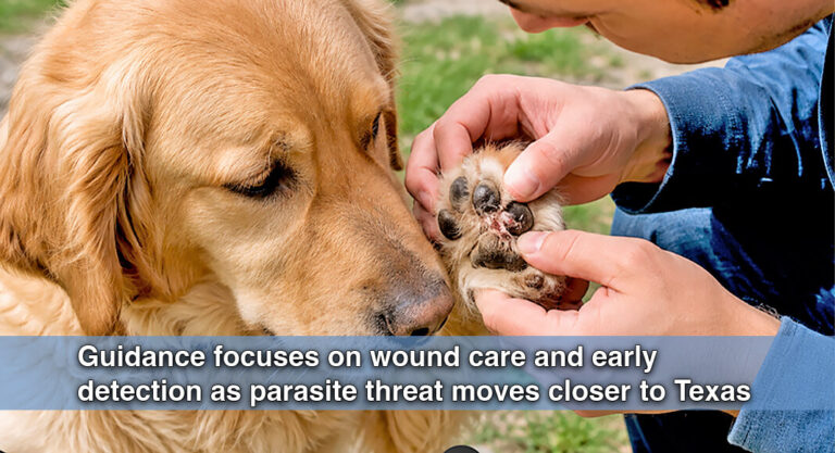 Texas Officials Urge Pet Owners to Watch for Screwworm Risks