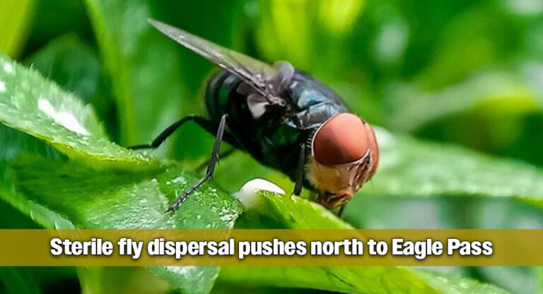 New World Screwworm Defense Operations Expanded Along Texas-Mexico Border 