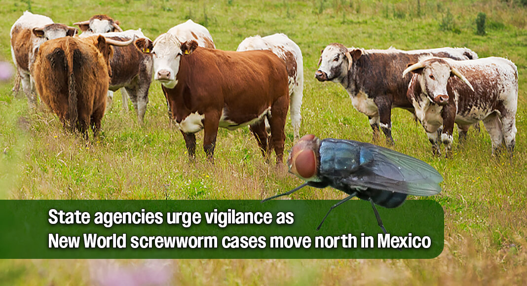 Rio Grande Valley leaders and agriculture officials met in Weslaco this week to discuss preparedness for the possible spread of the New World screwworm, a flesh-eating parasite that state officials say is approaching the Texas border. Image for illustration purposes