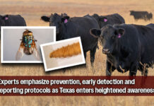 Texas A&M AgriLife Responds After New World Screwworm found in Texas