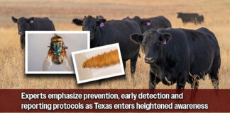 Texas A&M AgriLife Responds After New World Screwworm found in Texas