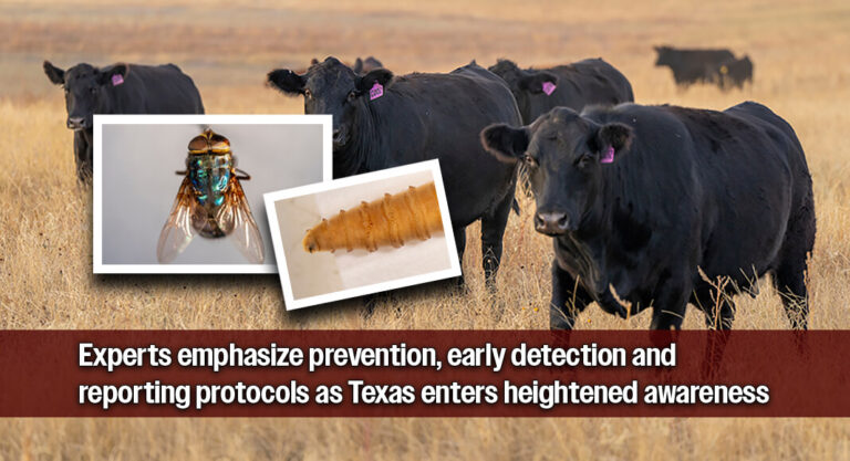 Texas A&M AgriLife Responds After New World Screwworm found in Texas