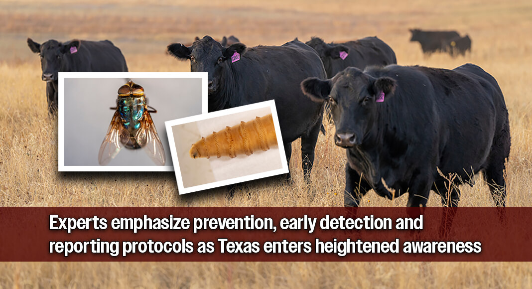 Texas A&M AgriLife Extension Service experts stress that science-based knowledge and awareness among Texans about New World screwworm will help limit the invasive pest’s impact as state and federal agencies mobilize against it. (Michael Miller/Texas A&M AgriLife). Stocker cattle on brown grass courtesy of Texas A&M AgriLife