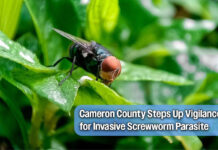 Cameron County Monitors Screwworm Threat After Zavala County Detection