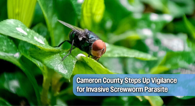 Cameron County Monitors Screwworm Threat After Zavala County Detection