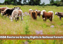 USDA Steps Up Support for Ranchers with New Directive to Restore National Forest Grazing