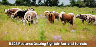 USDA Steps Up Support for Ranchers with New Directive to Restore National Forest Grazing