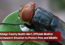 Hidalgo County Monitors Flesh-Eating Screwworm Threat After Texas Case