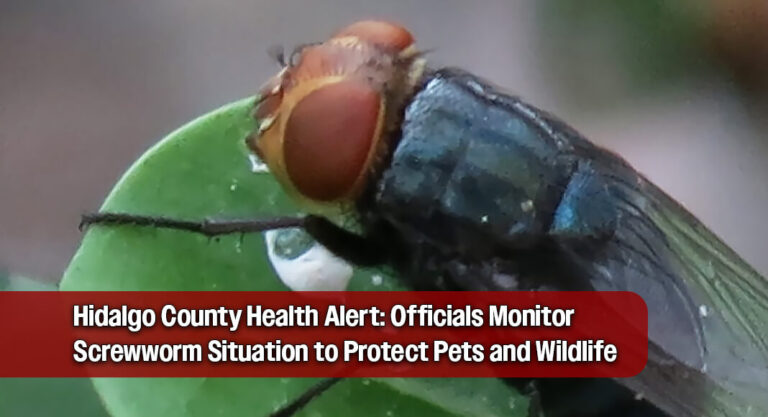 Hidalgo County Monitors Flesh-Eating Screwworm Threat After Texas Case