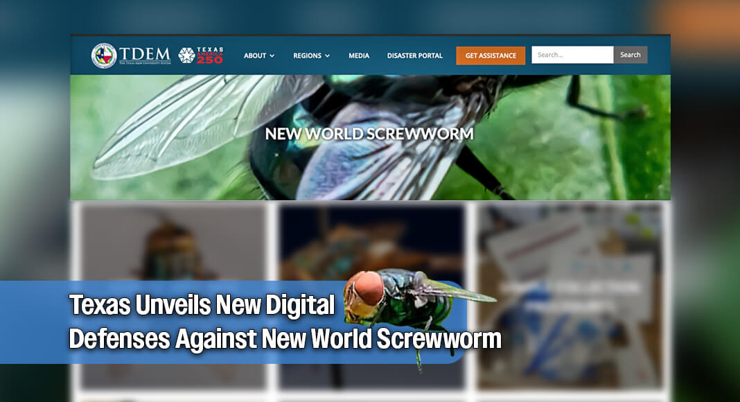Governor Greg Abbott announced the launch of an enhanced website that offers comprehensive information for Texans related to the New World screwworm (NWS). Located in the Texas Division of Emergency Management’s Disaster Portal, Texans can visit screwworm.texas.gov to access a “one stop shop” of information and resources from state agency partners engaged in NWS response. Images: Screenshots from NWS Site