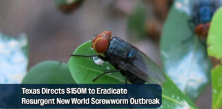 Texas Secures $150M in New World Screwworm Mitigation Grants