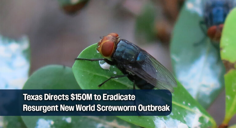 Texas Secures $150M in New World Screwworm Mitigation Grants