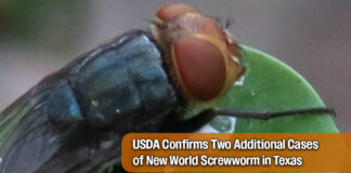 USDA Confirms Two Additional Cases of New World Screwworm in Texas