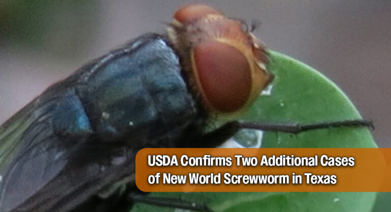 USDA Confirms Two Additional Cases of New World Screwworm in Texas