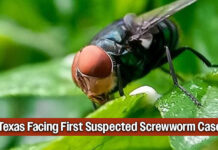 Sounding the Alarm Over Suspected Texas Screwworm Case