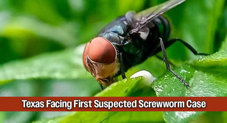 Sounding the Alarm Over Suspected Texas Screwworm Case