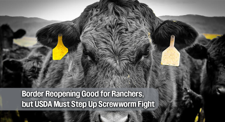 Texas Ag Commissioner Praises Cattle Import Reopening, Warns Screwworm Fight Isn’t Over