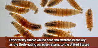 Beyond the Barn: What the Return of New World Screwworm Means for Human Health