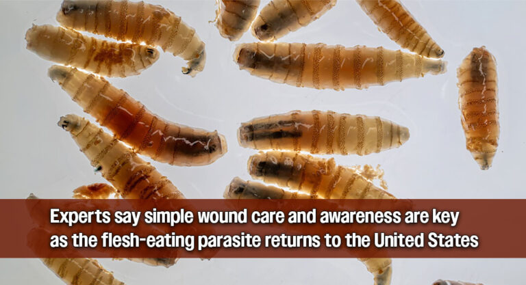 Beyond the Barn: What the Return of New World Screwworm Means for Human Health