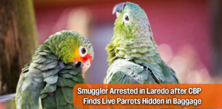 CBP Intercepts Live Parrots at Texas Border