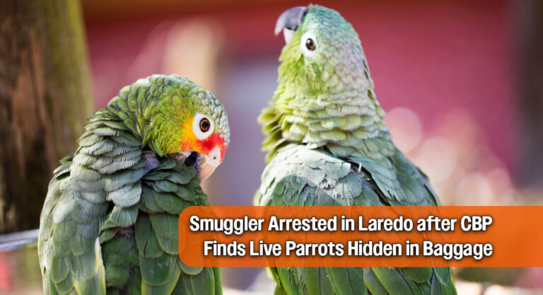 CBP Intercepts Live Parrots at Texas Border