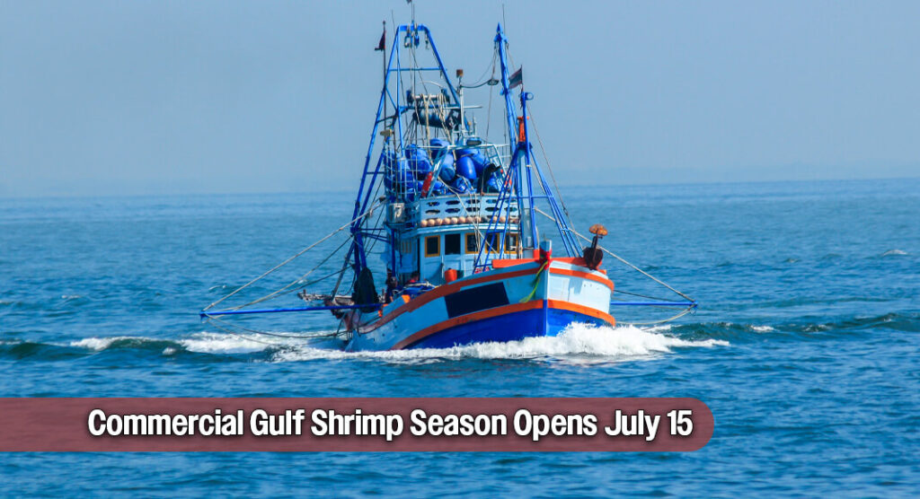 Commercial Gulf Shrimp Season Opens July 15