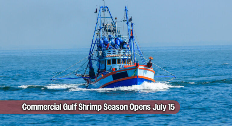 Commercial Gulf Shrimp Season Opens July 15