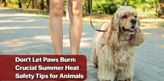 How to Keep Your Pets Safe and Cool as Summer Temperatures Soar