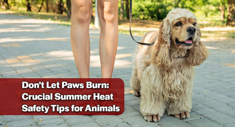 How to Keep Your Pets Safe and Cool as Summer Temperatures Soar