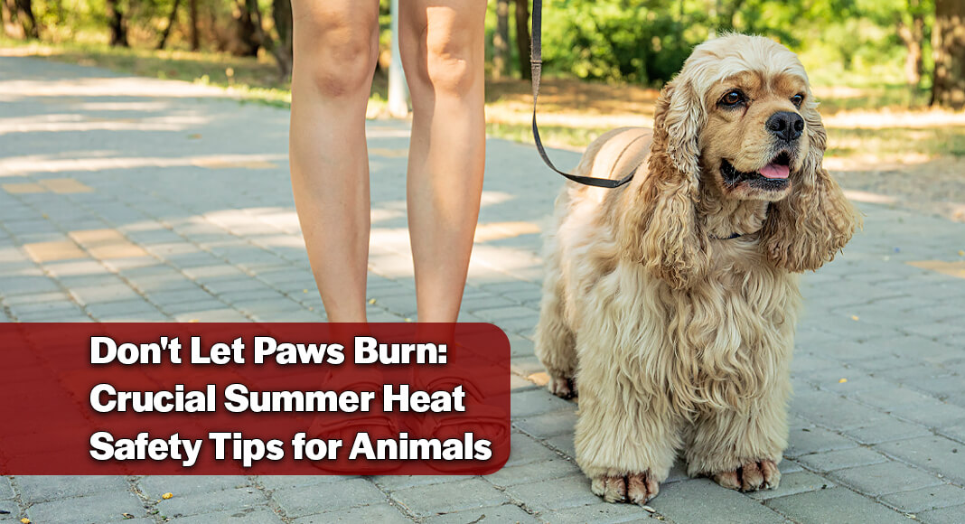 With the “dog days of summer” underway, the City of McAllen is reminding pet owners to take extra precautions to protect their animals from heat-related illness and injury. Image for illustration purposes