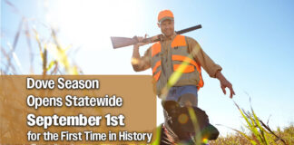 High Dove Counts Signal Strong Outlook for Upcoming Hunting Season