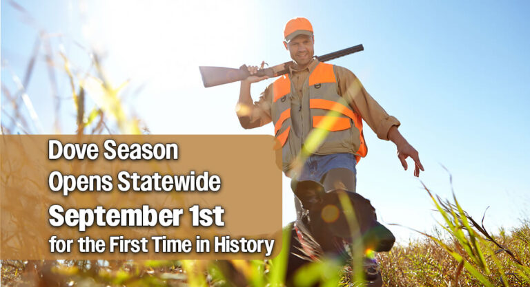 High Dove Counts Signal Strong Outlook for Upcoming Hunting Season