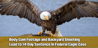 Court Sentences Man to Federal Prison After Shooting Eagle in Backyard