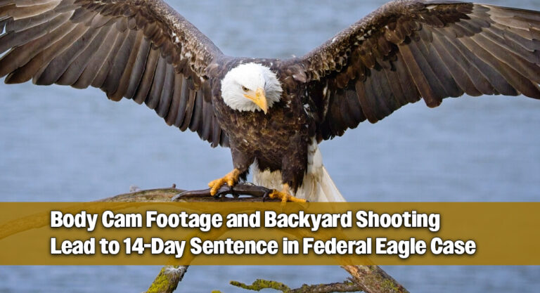 Court Sentences Man to Federal Prison After Shooting Eagle in Backyard