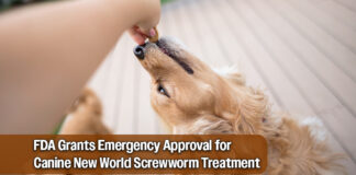 FDA Issues Emergency Use Authorization for Drug to Treat New World Screwworm in Dogs and Puppies