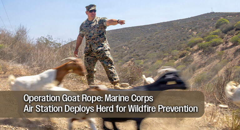Marine Corps Air Station Uses 471 Goats to Clear Dry Brush
