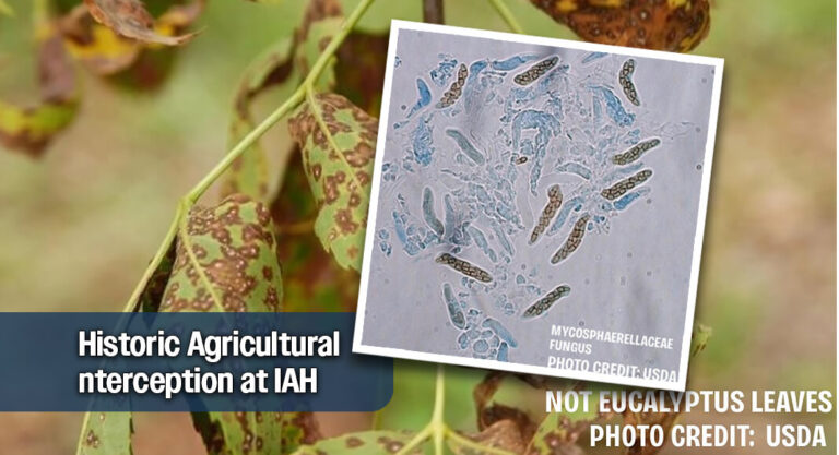 CBP Stops First-in-Nation Pathogen at Houston Airport